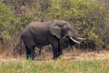Fototapeta premium Male African Elephant in the Wilds of Akagera National Park Rwanda Africa RWA