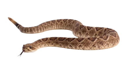Photograph of a western diamondback rattlesnake with its tongue flicking, isolated on a transparent background. © Kathryn