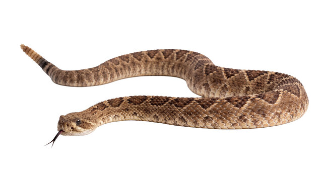 Photograph of a western diamondback rattlesnake with its tongue flicking, isolated on a transparent background.