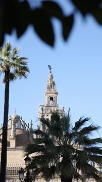 Seville, Spain. Giralda bell tower crowns Sevilla Cathedral. Camera pans upward as breeze moves palm fronds. Golden hour light and tight vertical composition.
