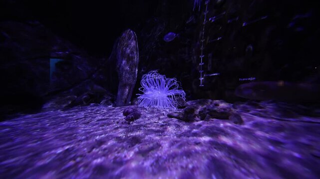 Translucent sea anemone in Spain anchors on sandy tank floor as tentacles pulse and fish glide. Longueron and Navaja labels appear under violet light, wide lens look.
