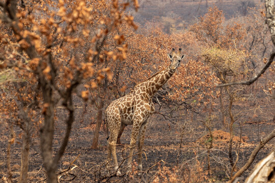 Masai Giraffe Feeding in Burned Savanna area of Akagera National Park Park in Rwanda Africa RWA