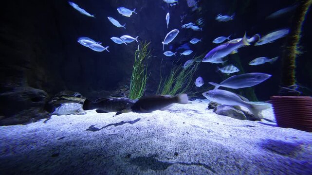 Underwater Spain aquarium scene shows silver fish schooling past camera over white sand, rocks, seagrass, and a terracotta pot, under cool blue light with wide angle distortion.