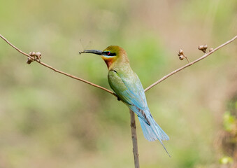 Blue Tailed Bee Eaters Interaction