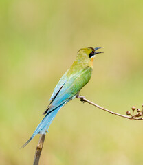 Fototapeta premium Blue Tailed Bee Eaters Interaction