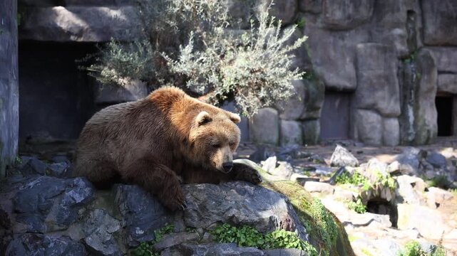 Spain zoo scene with brown bear on rocky ledge, paw on mossy stone, head turning, artificial cliffs, cave doors, olive shaped shrub, natural light, crisp detail.