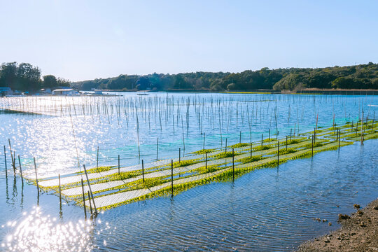 【三重県】伊勢志摩のあおさ海苔の養殖風景