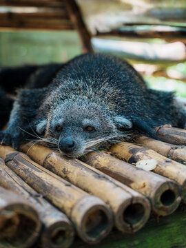 Binturong or bearcat close-up portrait