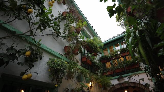 Whitewashed walls, teal balconies, terracotta tiles, and wrought iron railings frame a lemon tree as the camera tilts up to tiers of pots in Cordoba, Spain.