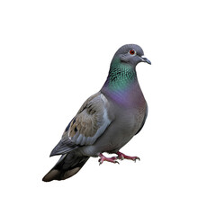 Obraz premium A single pigeon bird standing on a white background 6.