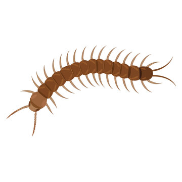 Nasty insect centipede and millipede flat cartoon isolated on white long worm with spikes brown earwig vector illustration