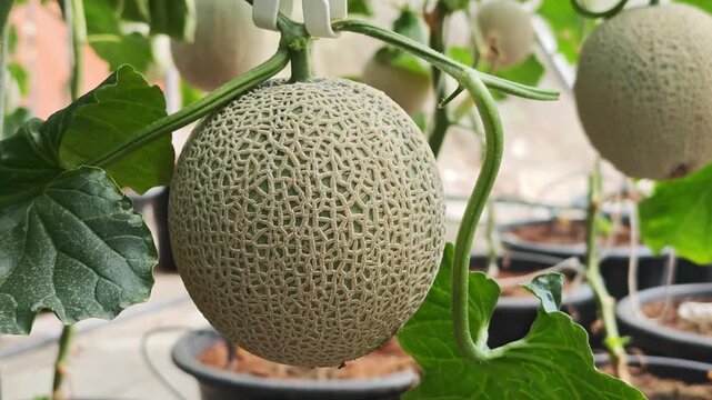 Cantaloupe melon in the garden.