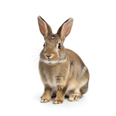 Obraz premium A cute brown rabbit sitting on a white background studio shot.