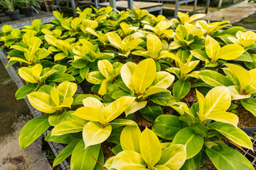 Philodendron hederaceum lemon lime © dailyhomestory.id