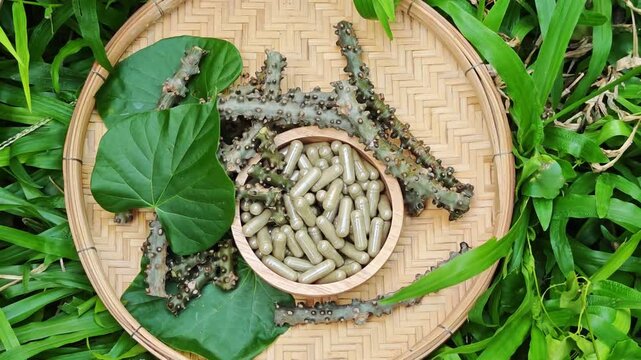 Herbal Tinospora crispa and capsules with leaves have medicinal properties.