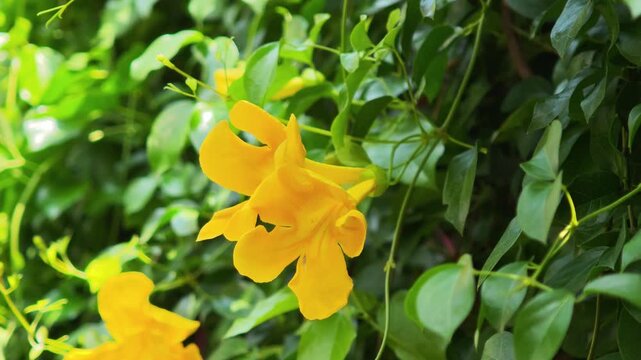 Yellow Elder Flowers Blooming in garden