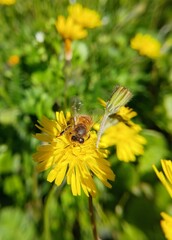 Honey bee collecting nectar from yellow dandelion flower © Virginie
