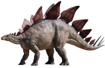 Fototapeta premium Stegosaurus Dinosaur Walking Isolated Jurassic Armored Herbivore — stegosaurus, dinosaur, prehistoric animal, Jurassic period, armored herbivore