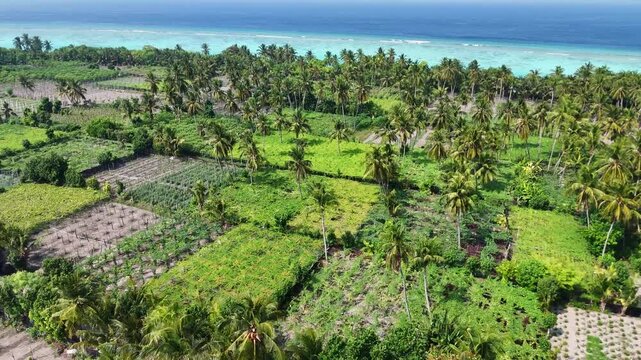 Aerial reveal of the thriving agricultural industry on Thoddoo Island, the main source of fresh produce for the Maldivian archipelago.