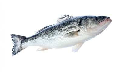 Obraz premium Overhead close-up of fresh sea bass on white background, scales visible under studio lighting, professional product photography for recipes and seafood ads
