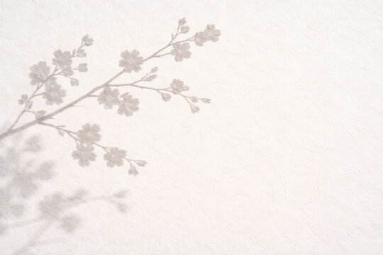 Cherry blossom branch shadow on washi paper with deep focus