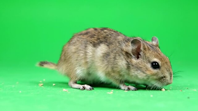 Close-up side profile of a small gerbil or mouse eating scattered crumbs on a vibrant green background