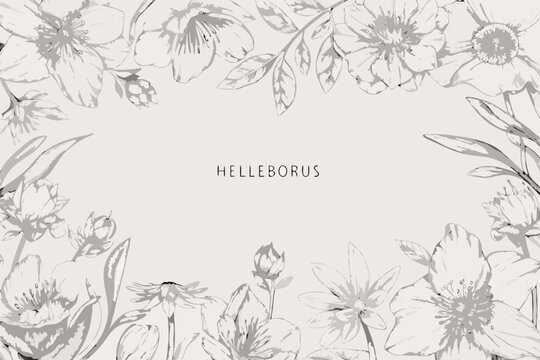 Delicate floral illustration of hellebores with botanical line work