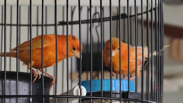 Close-up shot of an orange canary bird eating from a blue feeder inside its enclosure, showcasing pet care.