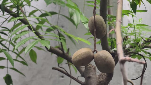 A cluster of brown, oval-shaped tropical fruits hanging from a leafy green tree branch in a garden.