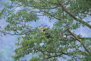 The hornbill is happily eating fruit. © chamnan phanthong
