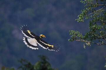 Great Hornbill flying freely on the forest floor in the national park. © chamnan phanthong