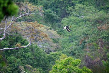 Great Hornbill flying freely on the forest floor in the national park. © chamnan phanthong