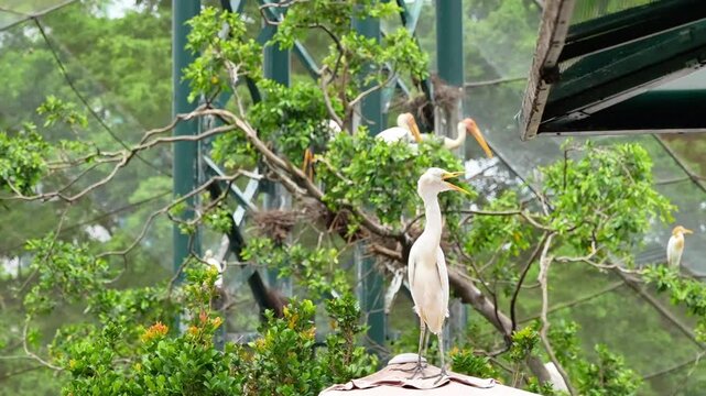 bird in the garden, sleepy bird, yawning bird while standing and looking the surrounding, flying bird in the backgorund blurred