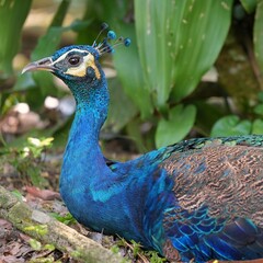 Obraz premium close up of beautiful blue peacock sitting and its beautiful crest above its head