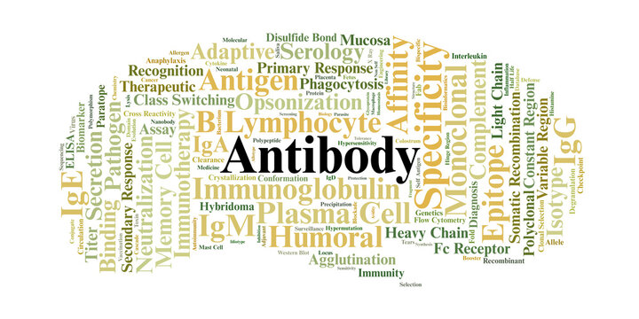 Antibody Word Cloud. A Professional Visual Overview of Immunoglobulin Isotypes, Antigen Binding, B-Cell Function, and Therapeutic Applications for Medical and Research Experts.
