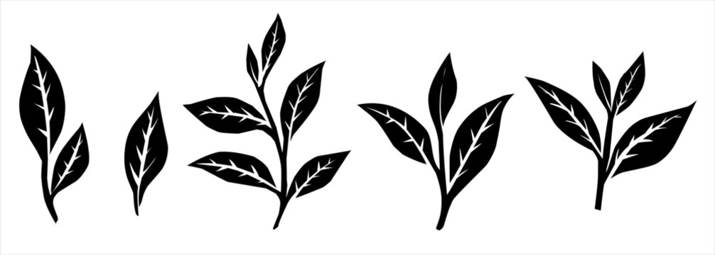 Silhouette Tea leaves. Green tea Leaf pattern . Tea leaf collection. 