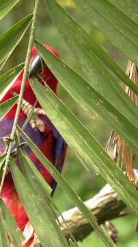 Female Eclectus Parrot with Red and Purple Plumage Perching on Palm Leaf