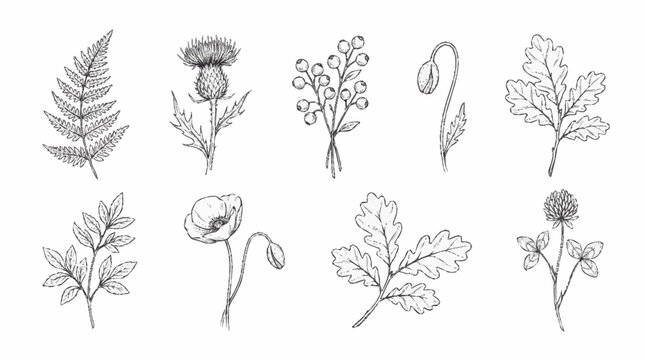 A collection of various plant illustrations.