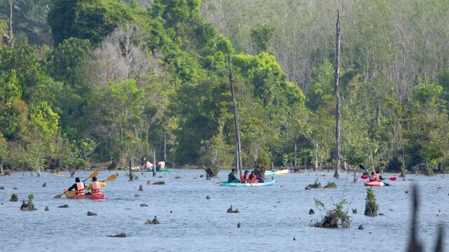 Tourists Paddling Kayaks Through a Mangrove Forest in Krabi Thailand