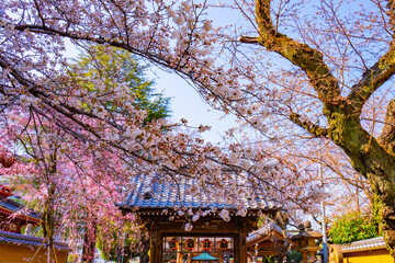 Fototapeta premium Cherry Blossoms Framing Traditional Japanese Temple Gate in Spring