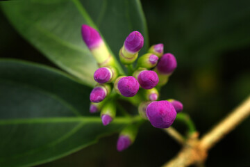 Obraz premium close-up of vibrant purple flower buds ready to bloom. Garlic Vine.