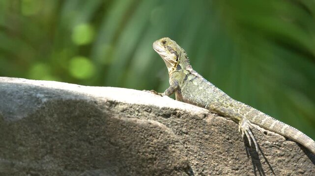 Eastern Water Dragon Sunbathing on a Rock in Queensland Australia