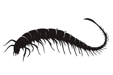 Obraz premium Centipede Silhouette: A stark black and white silhouette of a centipede, its segmented body and numerous legs on display.