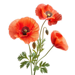 Obraz premium Vibrant orange poppy flowers in full bloom with green stems isolated on white background for spring nature decor