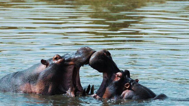 Male hippos open mouth wide jump out of water and fight in Mara river with brown muddy water. Hippopotamus rival contend in swamps ponds. Wild animals in natural habitat. African nature reservation