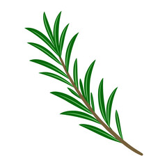Obraz premium Vector rosemary branch illustration