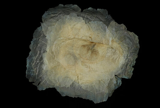 Oroxylum indicum broken bone tree winged seeds Asian native tree dispersed by wind and weather