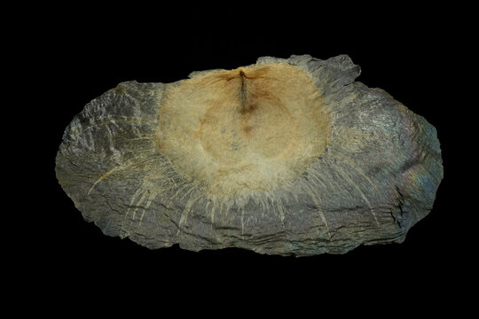 Oroxylum indicum broken bone tree winged seeds Asian native tree dispersed by wind and weather