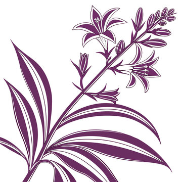 tradescantia spathacea