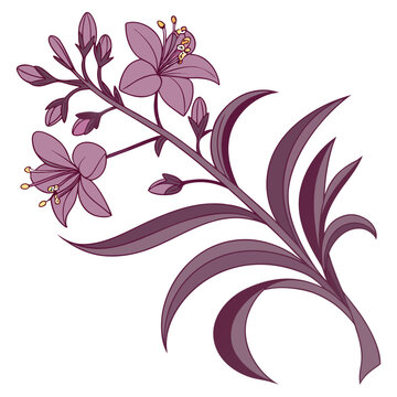 tradescantia pallida flower vector on white